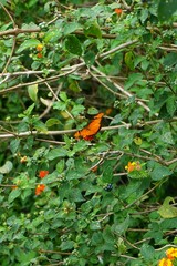 Julia butterfly