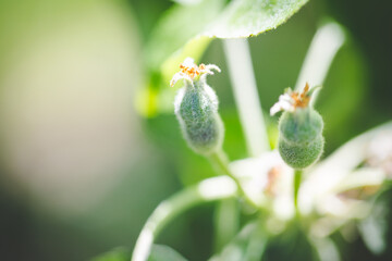 Close up image of apples in an apple orchard in south africa