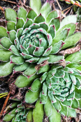 Fototapeta premium Succulent grows on coniferous ground in the forest.