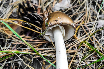 The poisonous mushroom Amanita pantherina panther grows in the autumn forest.