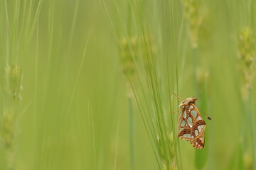 una farfalla issoria lathonia in un campo di frumento