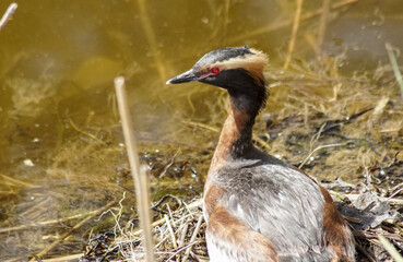 great crested grebe
