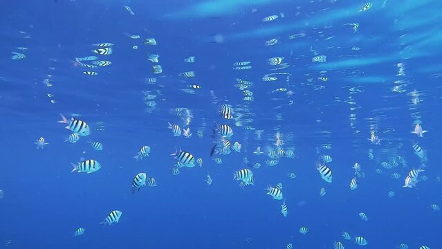 School of sergeant fishes and red toothed Triggerfish are swimming under the water surface with surface reflections in reef of Maldives island in wide angle video camera mode