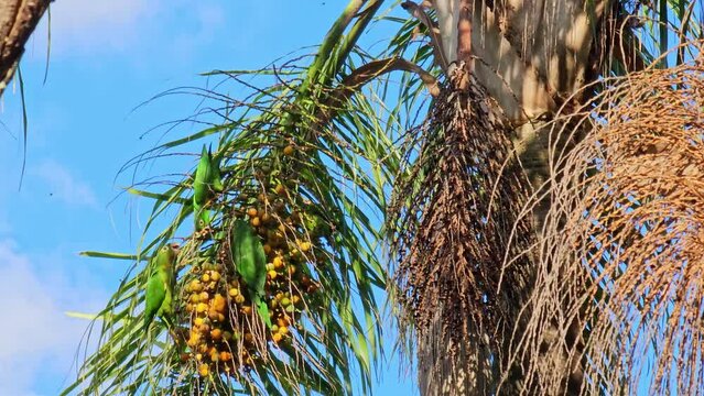 Parrots, beautiful parrots feeding in a small town in Brazil, 4k, natural light.