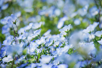 青く綺麗な満開のネモフィラ