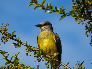 Benteveo Real pájaro medio amarillo sentado en la rama de un árbol