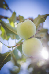 Close up image of apples in an apple orchard in south africa