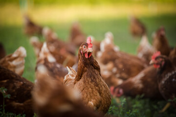 Close up image of a free range chicken on a farm in a field and in the chicken coop.