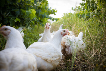 Close up image of a white Broiler Chicken living on a free range farm in a sustainable manner and cruelty free