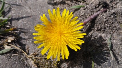 Yellow dandelion on the pavement