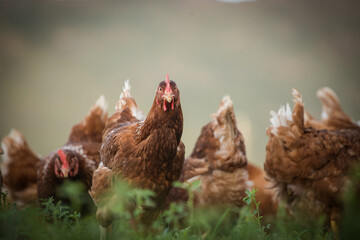 Close up image of a free range chicken on a farm in a field and in the chicken coop.