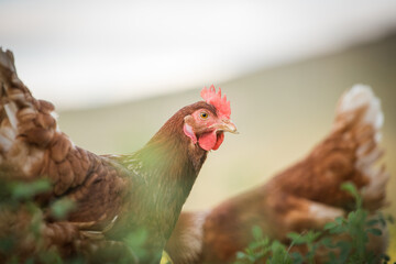 Close up image of a free range chicken on a farm in a field and in the chicken coop.