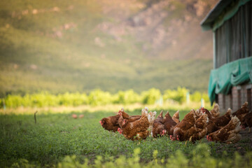Close up image of a free range chicken on a farm in a field and in the chicken coop.