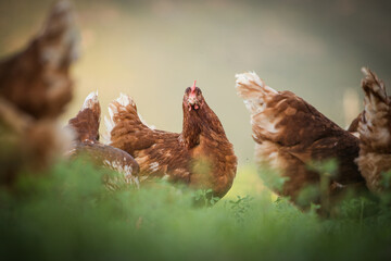 Close up image of a free range chicken on a farm in a field and in the chicken coop.