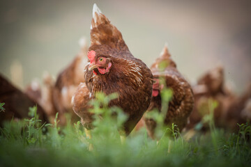 Close up image of a free range chicken on a farm in a field and in the chicken coop.