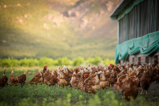 Close up image of a free range chicken on a farm in a field and in the chicken coop.