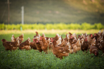 Close up image of a free range chicken on a farm in a field and in the chicken coop.