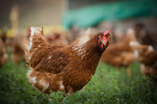 Close up image of a free range chicken on a farm in a field and in the chicken coop.