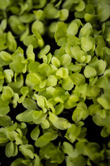Close up image of a high-tech indoor aquaponics facility that grows green leafy vegetables and herbs