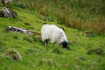Sheep grazing fresh grass in the Wicklow National Park