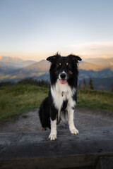 Dogs in the mountains