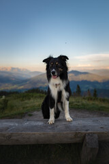 Fototapeta na wymiar Dogs in the mountains