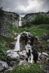 Dogs in the mountains