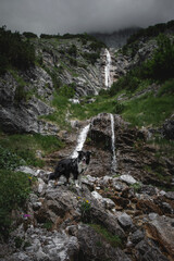 Dogs in the mountains