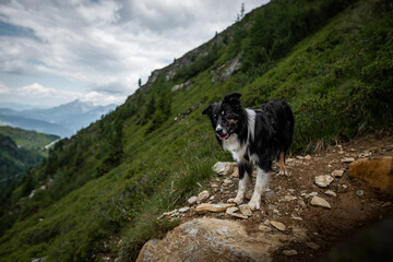 Naklejka na ściany i meble Dogs in the mountains