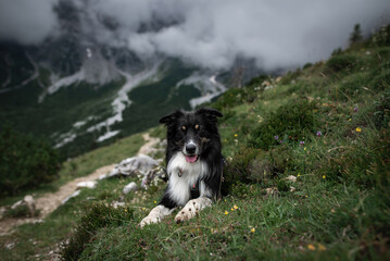 Dogs in the mountains