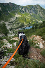 Dogs in the mountains