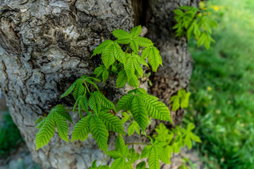 young chestnut leaves 