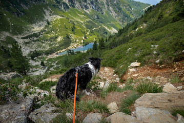 Dogs in the mountains