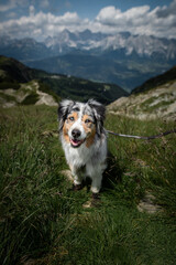 Dogs in the mountains