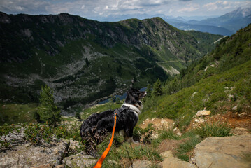 Dogs in the mountains