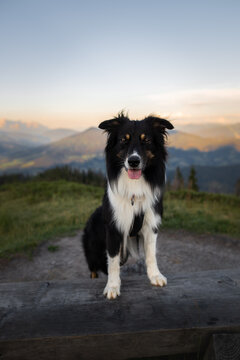 Dogs in the mountains