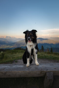 Dogs in the mountains