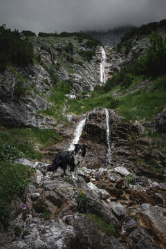 Dogs in the mountains