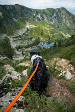 Dogs in the mountains