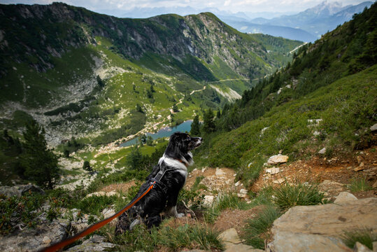 Dogs in the mountains
