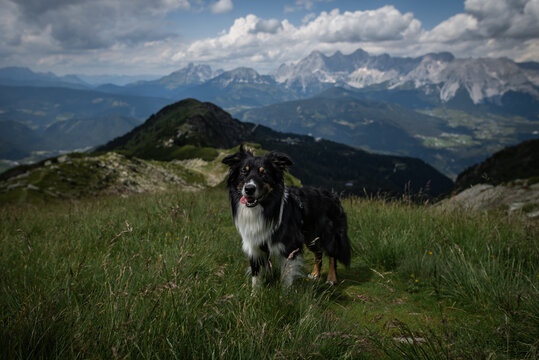 Dogs in the mountains