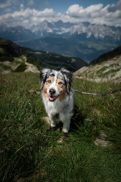 Dogs in the mountains