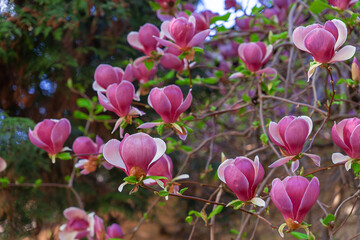 Blossoming magnolia with a pink saucer. spring background 