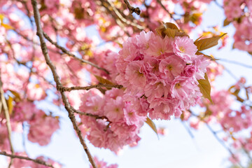 Pink sakura close up, beautiful sakura flowers , texture of plant pattern, natural floral background. Selective focus,
