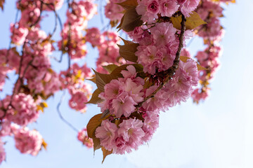 Pink sakura close up, beautiful sakura flowers , texture of plant pattern, natural floral background. Selective focus,