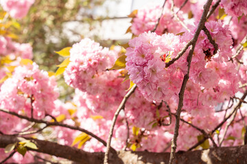 Pink sakura close up, beautiful sakura flowers , texture of plant pattern, natural floral background. Selective focus,