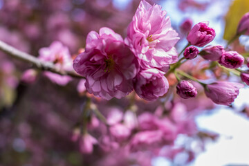 Pink sakura close up, beautiful sakura flowers , texture of plant pattern, natural floral background. Selective focus,