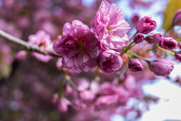 Fototapeta premium Pink sakura close up, beautiful sakura flowers , texture of plant pattern, natural floral background. Selective focus,