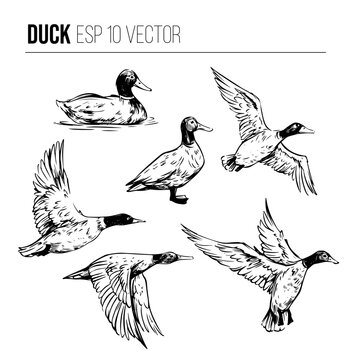 Wild duck vector set. flying birds Black outline on a transparent background. Hand drawn sketch
