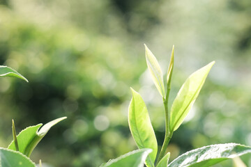 Fototapeta na wymiar Closeup green tea leaves on burred tea plantation background, Young green tea leaf with soft sun light on morning in the garden